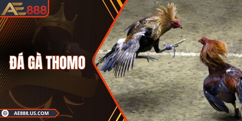 Đá Gà Thomo - Thắng To Nổ Thưởng Khủng Mỗi Trận Đấu