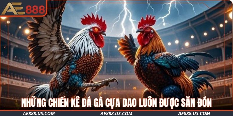 Những chiến kê đá gà cựa dao luôn được săn đón