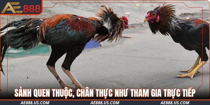 Sảnh quen thuộc, chân thực như tham gia trực tiếp tại sới